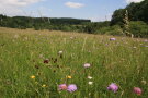 Bunte Feuchtwiese im Sommer.