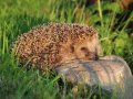 Igel im Gras an einem Stein