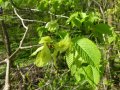 Zweig mit grünen Blättern und Früchten