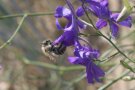 Acker-Hummel auf Acker-Rittersporn