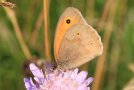 Orange-brauner Schmetterling sitzt auf einer lila Blüte