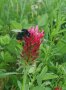 Eine Hummel krabbelt zwischen den pinken Blütchen einer Inkarnatkleeblüte