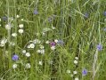 Blühende blaue Kornblumen, Margeriten in hohem Gras