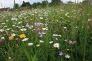 Bunte Wiesenblumen im angesähten Streifen.