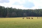 mehrere Kühe stehen oder grasen auf einer grünen Weide