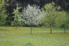 Streuobstwiese
