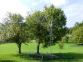 zwei Bäume auf einer Wiese mit einem Netz darunter und einer Leiter an einem Baum