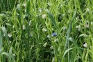 Platterbsen, lila blühend, wachsen zusammen mit Hafer im Feld