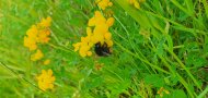 Eine Hummel sitzt auf einer gelb blühenden Pflanze in einer Wiese