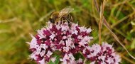Eine Biene sitzt auf einer kleinteilig rosa-weinroten Blüte