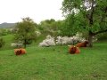 Hochlandrinder lagern auf einer Streuobstwiese