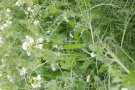 Nahaufnahme von grünen, verschlungenen Pflanzen im Feld