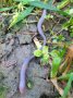 rosafarbiger juveniler Regenwurm und helllila pigmentierter adulter Regenwurm 