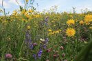 Bunt blühende Wiese mit großen gelben Blüten