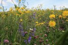 Bunte Blüten in einer Wiese.