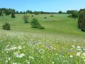 Blühende Wiese mit Strukturelementen