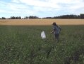 Eine Frau läuft mit einem Kescher in der Hand über ein Feld.