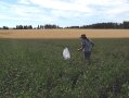 Eine Frau läuft mit einem Kescher in der Hand über ein Feld