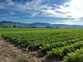 Feld mit ökologischem Möhrenanbau