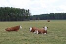 Im Vordergrund liegen drei Kühe auf einer Weide, weiter hinten grast eine Kuh, im Hintergrund ist Wald