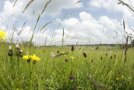 Wiesenknopf, Knöterich und Pippau