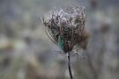 Florfliege an einem Fruchtstand der Wilden Möhre.