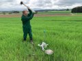 Wissenschaftler auf einem Acker, der einen Bohrstock für die Bodenprobenahme mit einem Hammer in den Boden schlägt.