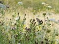 Vogel in einer Wiese