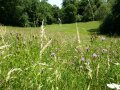 Flockenblumen auf dem Schmidmeierfeld