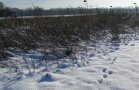 Mehrjährige Blühfläche mit abgestorbenen Pflanzenteilen im Schnee