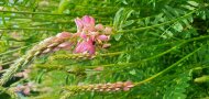 Eine Biene sitzt in einer rosaenen, hängenden Blüte in einer Wiese