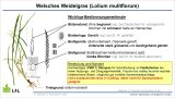 Zeichnung einer Graspflanze mit Beschriftung der Erkennungsmerkmale