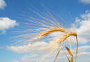 reife Gerstenhalme vor blauem Himmel