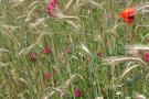 Blühende Ackerwildkräuter in einem Getreidefeld