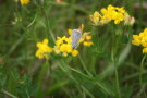 Ein kleiner Schmetterling, der Bläuling, sitzt auf einer Blüte des Hornklee