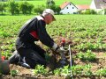 ein Mitarbeiter der LfL schlägt mit einem Hammer Stechzylinder zur Probennahme in einen Boden