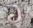 flachgrabende, hellbraun-grünlich pigmentierter Regenwurm