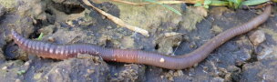 Dicker Regenwurm an der Bodenoberfläche