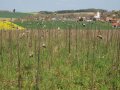 Blühfläche mit abgestorbenen Pflanzenteilen im Frühjahr