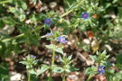 Blauer Gauchheil: Pflanze mit kleinen blauen Blüten
