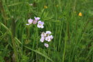 Wiesen-Schaumkraut-Blüten in einer Wiese.