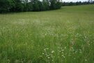 Margeriten und Wiesenpippau auf der Gareiswiese