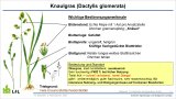 Zeichnung einer Graspflanze mit Beschriftung der Erkennungsmerkmale