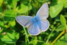 Ein Schmetterling mit blauen Flügeln und weißem Rand im grünen Klee