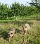 Schweinehaltung auf der Streuobstweide