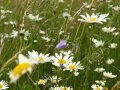 Margeriten und Glockenblume