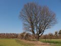 Baumheckenreihe auf Lesesteinen zwischen zwei Feldern