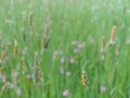 Grasbestand mit Wiesenfuchsschwanz