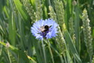 Eine Erdhummel sitzt auf einer Kornblume im Getreide