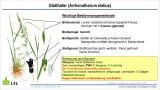 Zeichnung einer Graspflanze mit Beschriftung der Erkennungsmerkmale